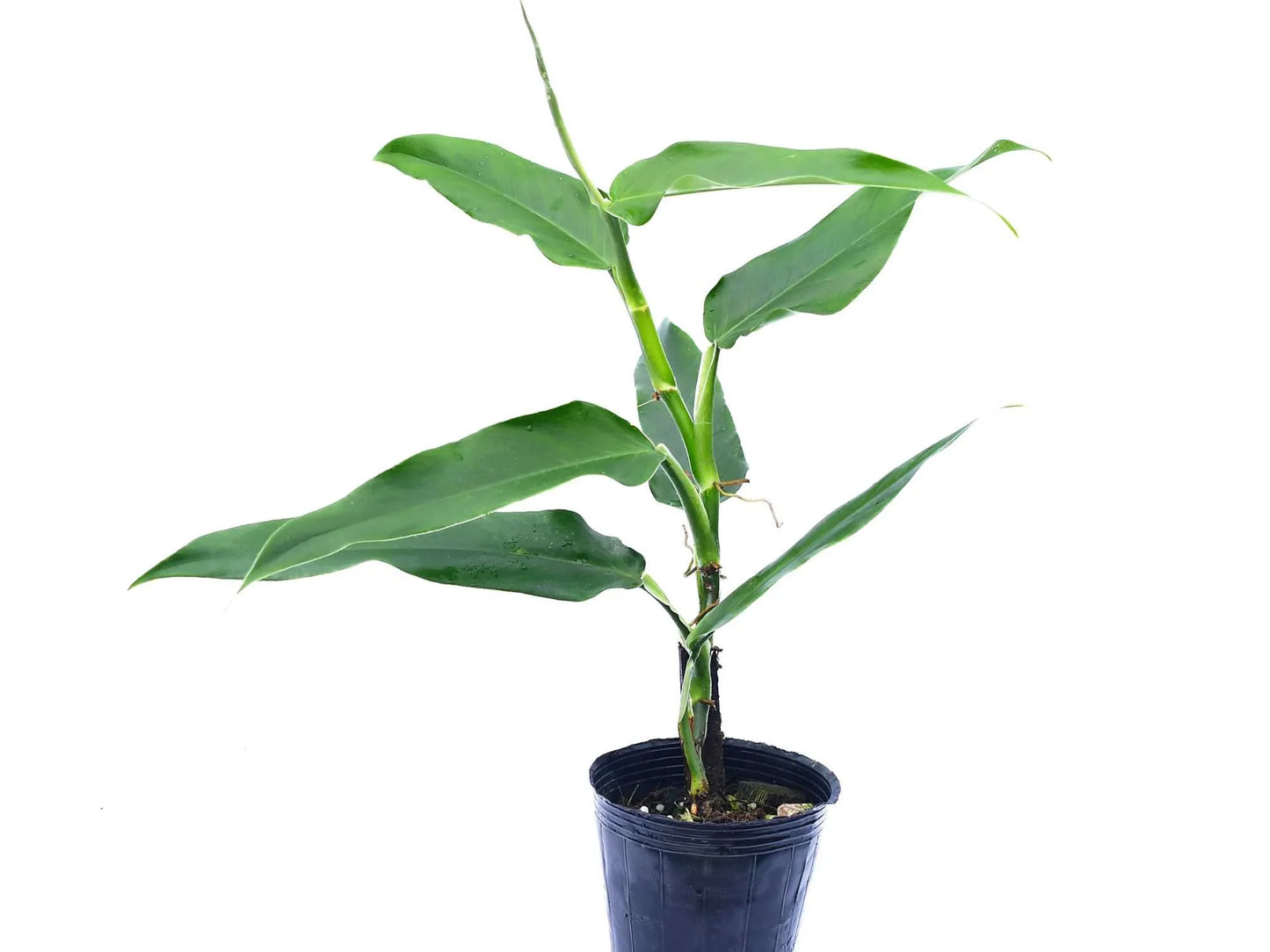 Philodendron Colon 1