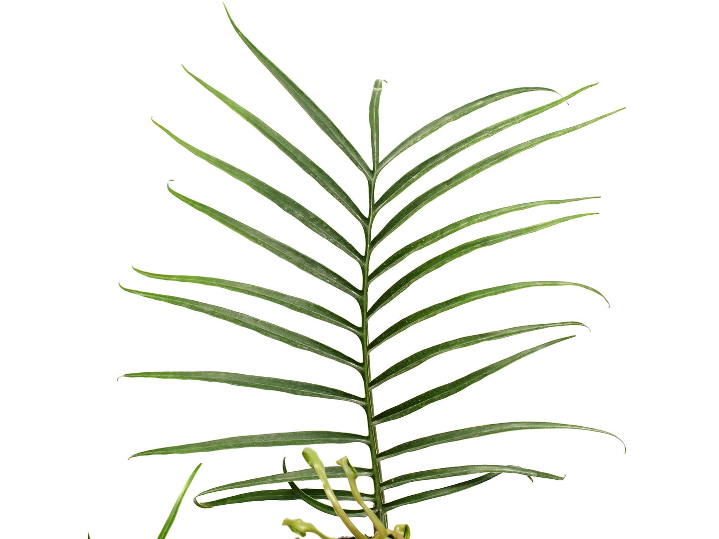 Philodendron tortum