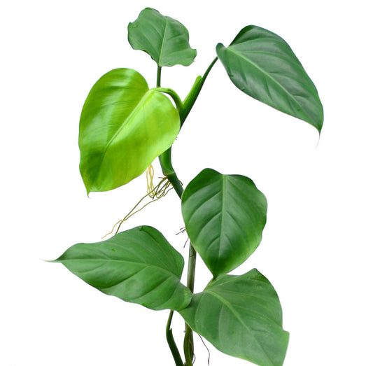 Philodendron undulatum 1