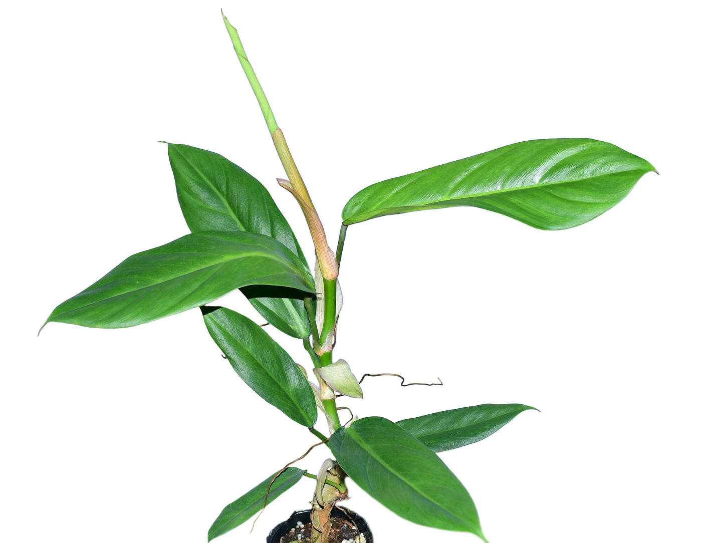 Philodendron bonifaziae