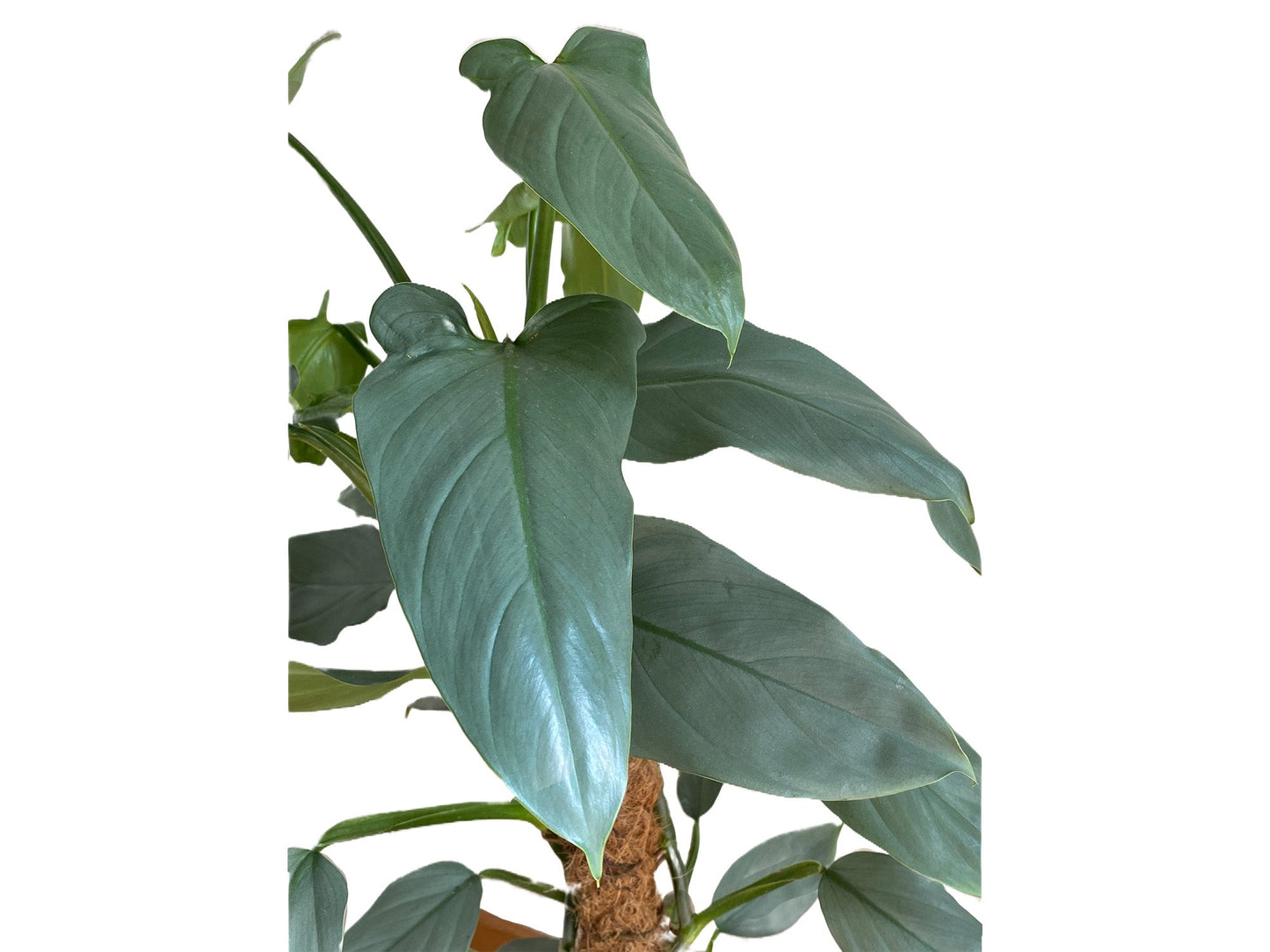 Philodendron hastatum Silver Sword