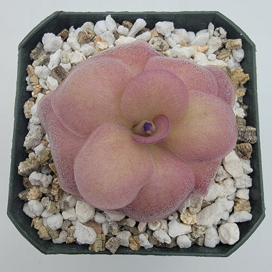 Pinguicula "Jellyfish"