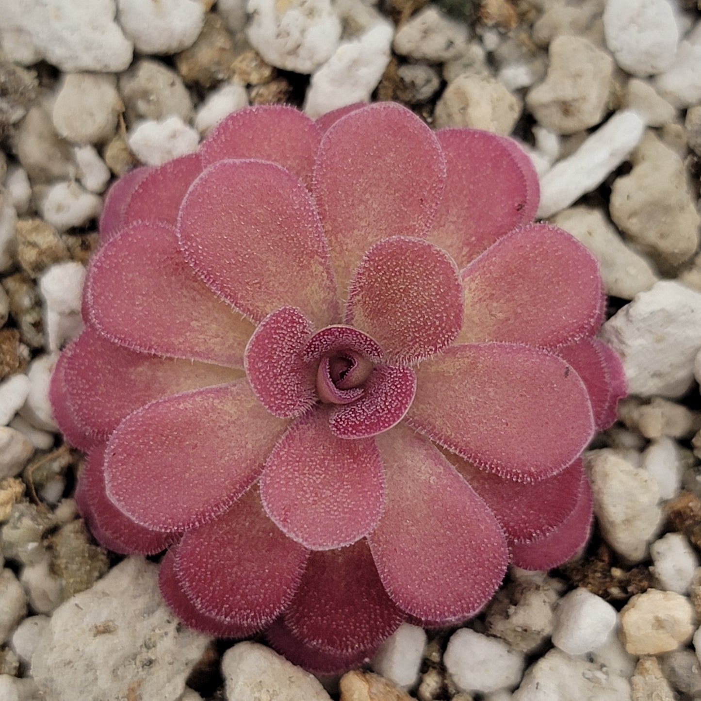 Pinguicula 'Johanna'