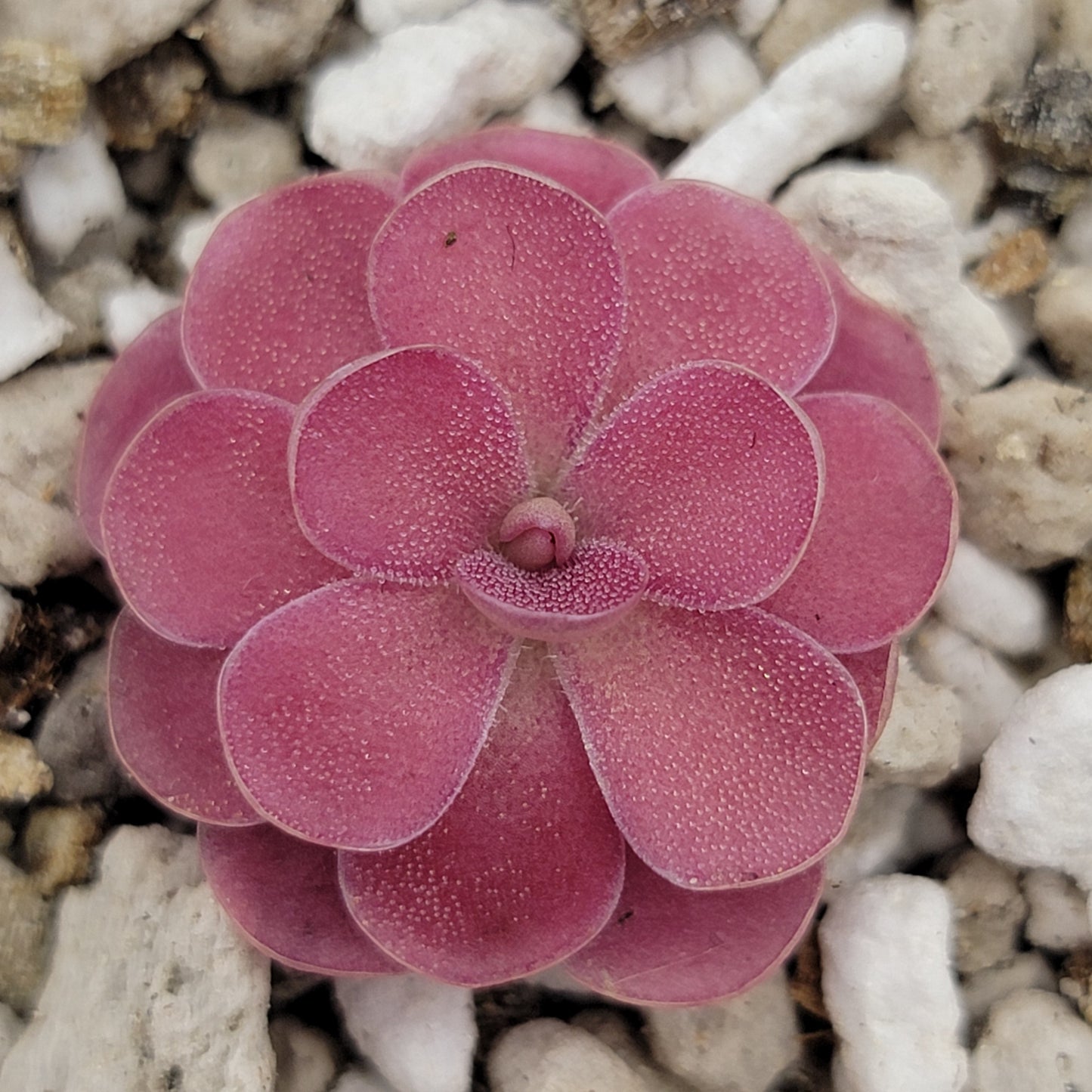 Pinguicula 'Johanna'