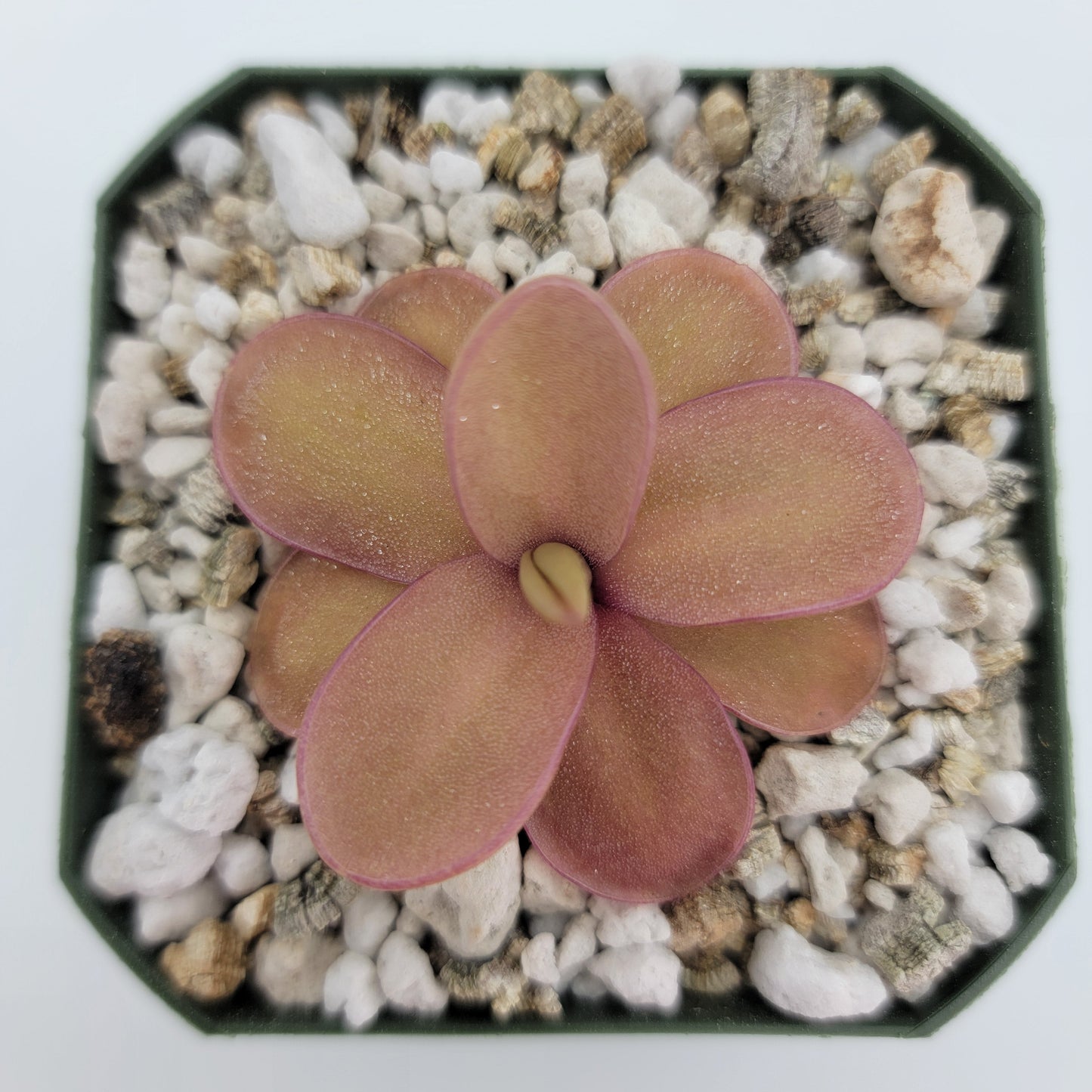 Pinguicula 'Riva'