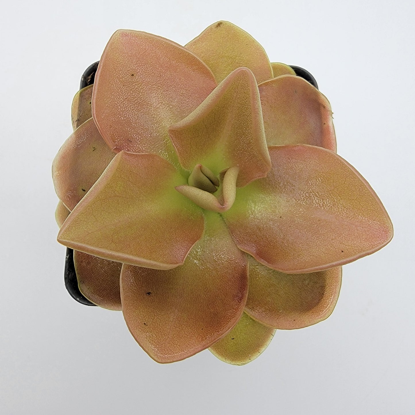 Pinguicula 'Sethos'