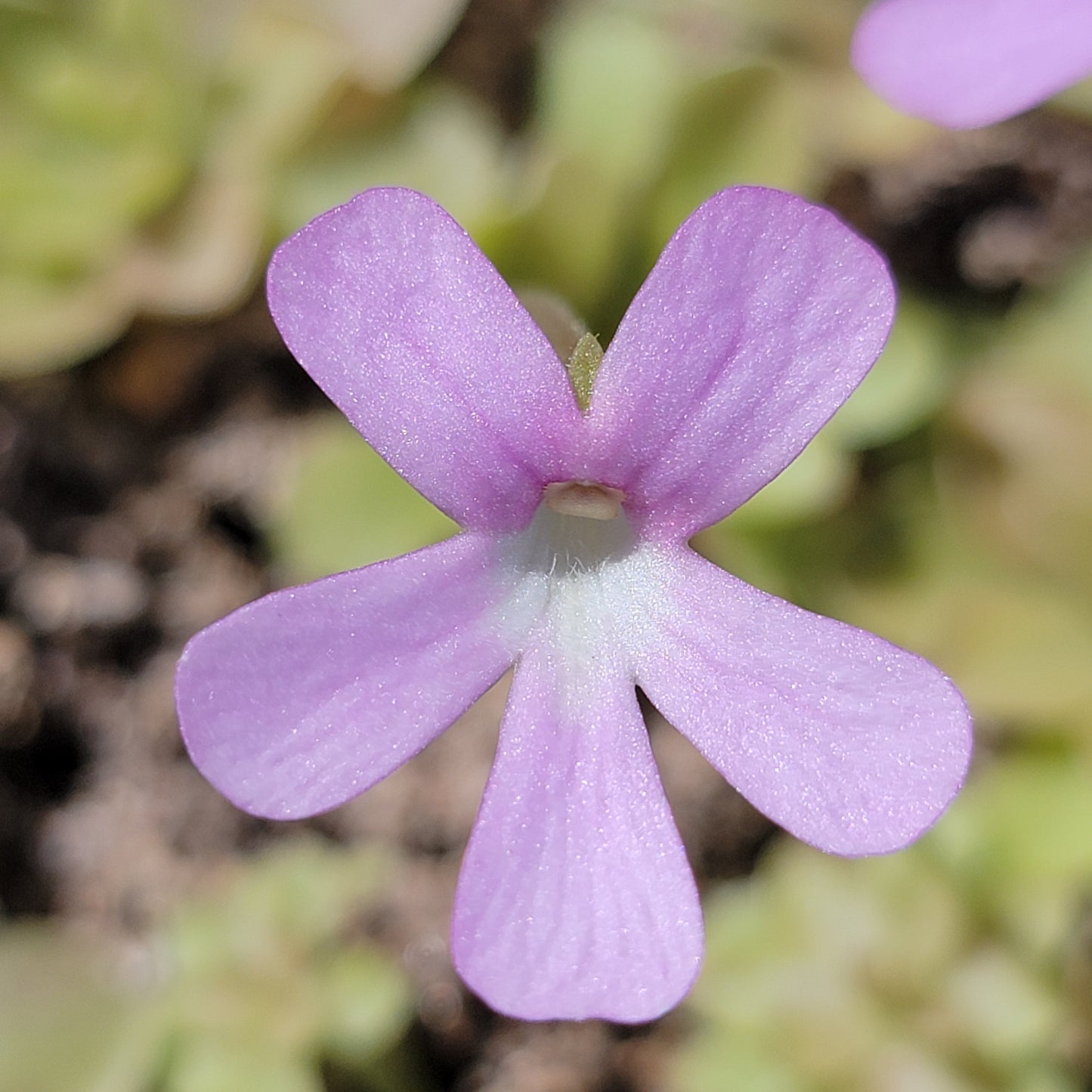 Pinguicula 'Sethos' x 'Weser'