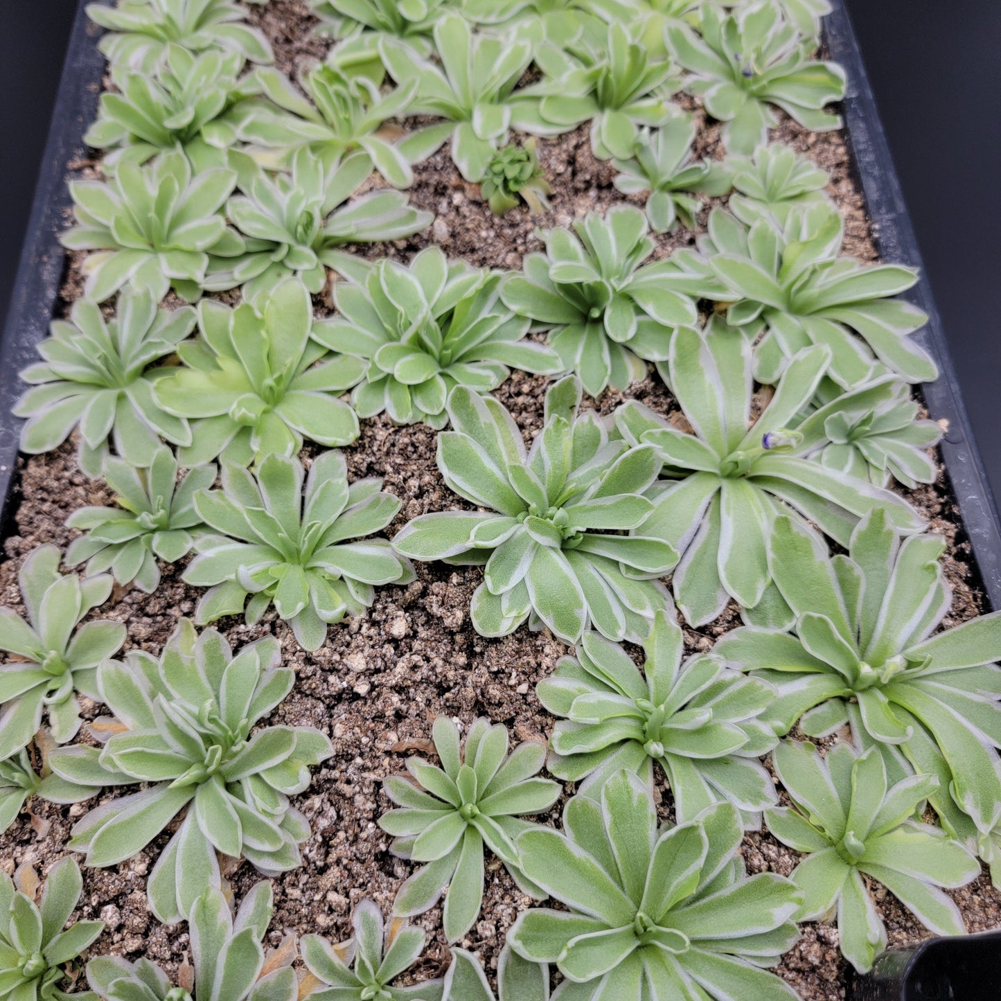 Pinguicula "Snow Queen"