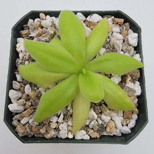 Pinguicula 'Sumidero I'