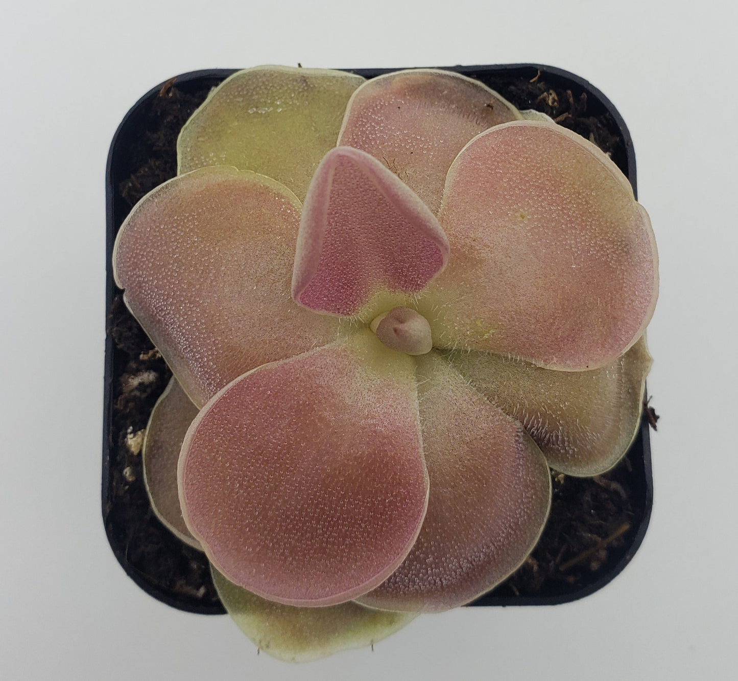 Pinguicula 'Weser'