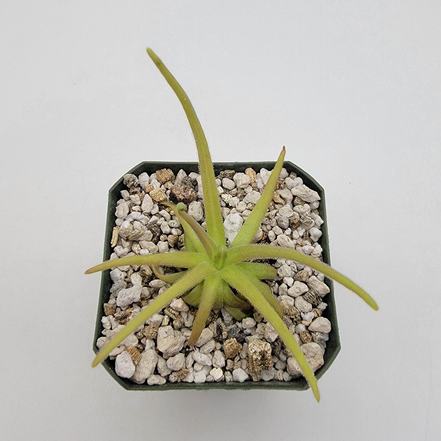 Pinguicula gypsicola x moctezumae