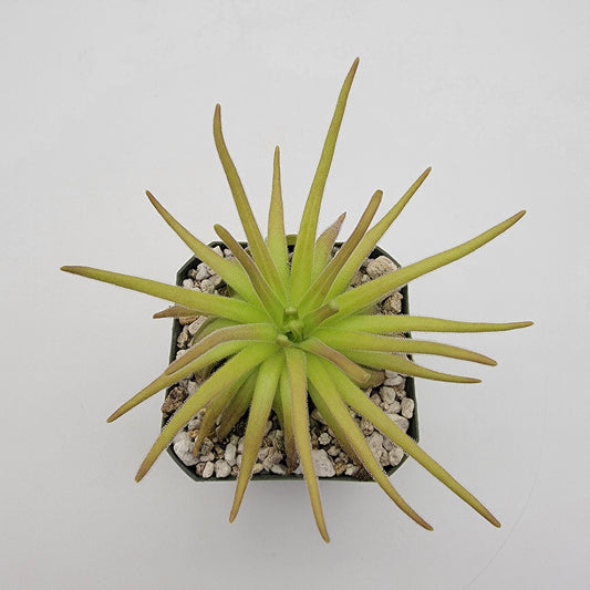Pinguicula gypsicola x moctezumae