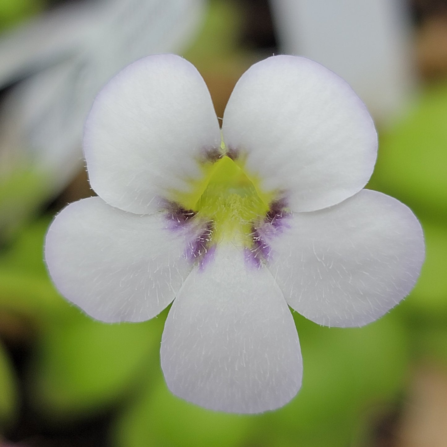 Pinguicula agnata 'El Lobo'
