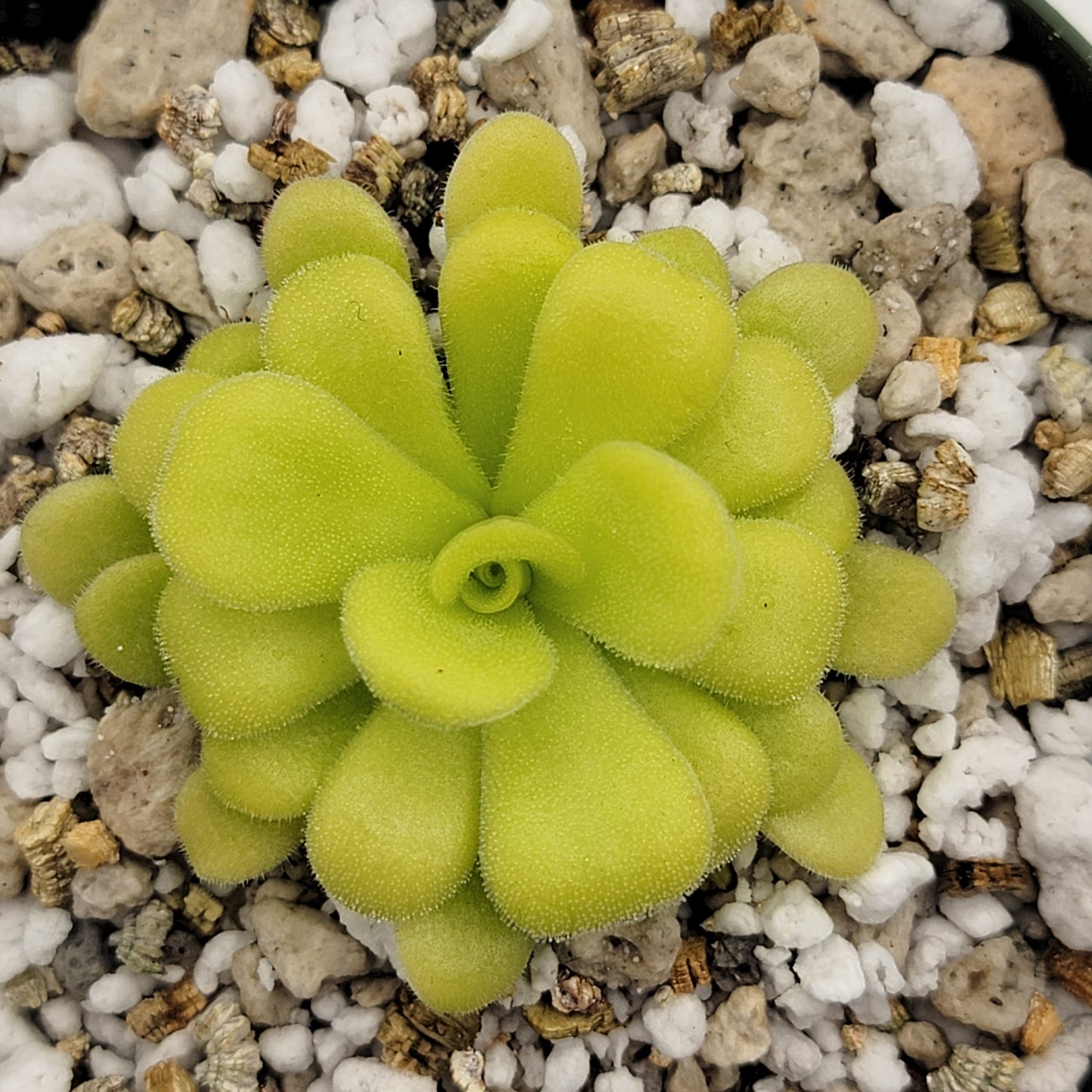 Pinguicula agnata {Mesaleon, Hidalgo, Méx}