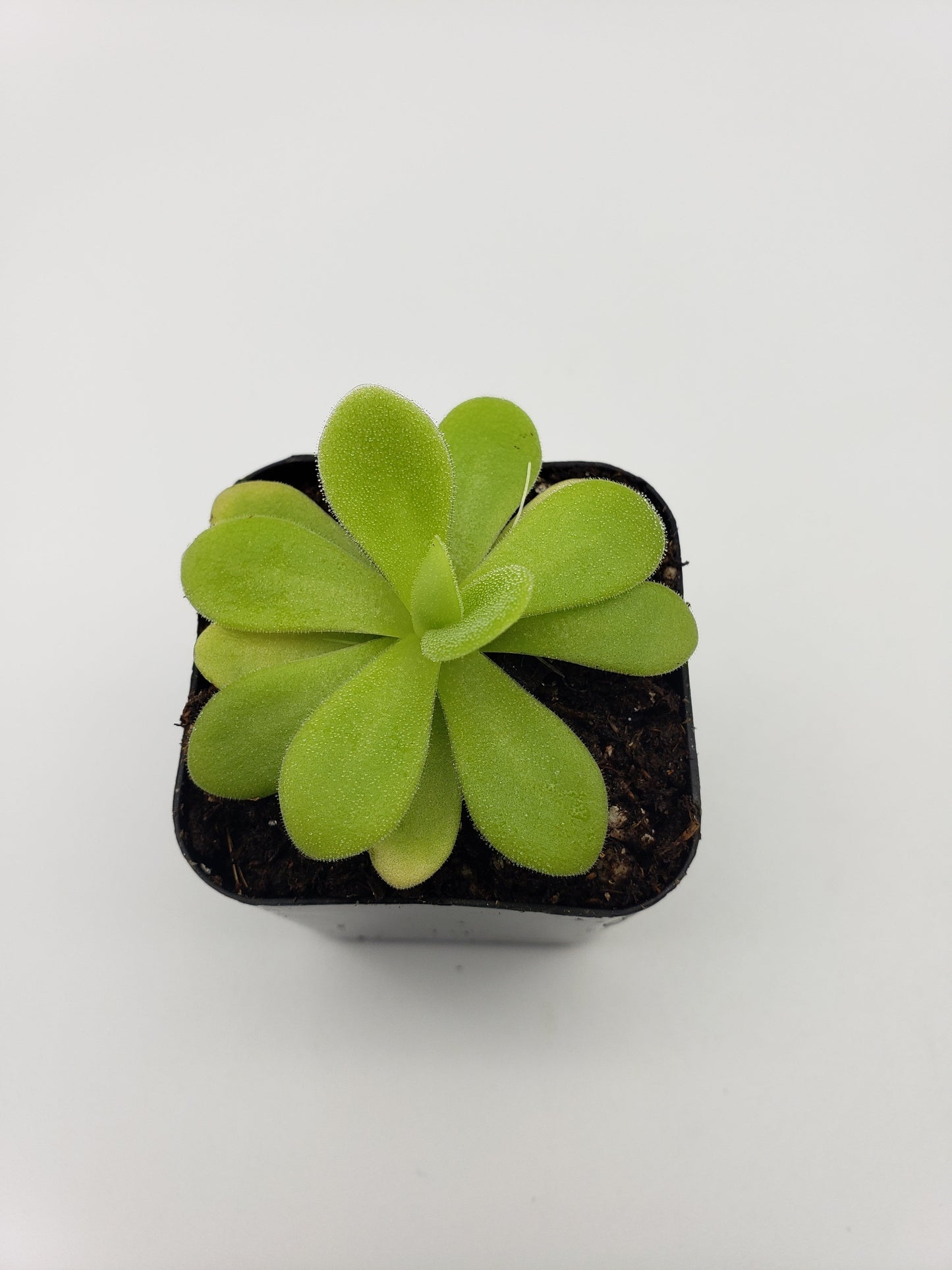 Pinguicula agnata "True Blue" x gigantea