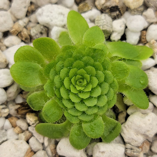 Pinguicula colimensis