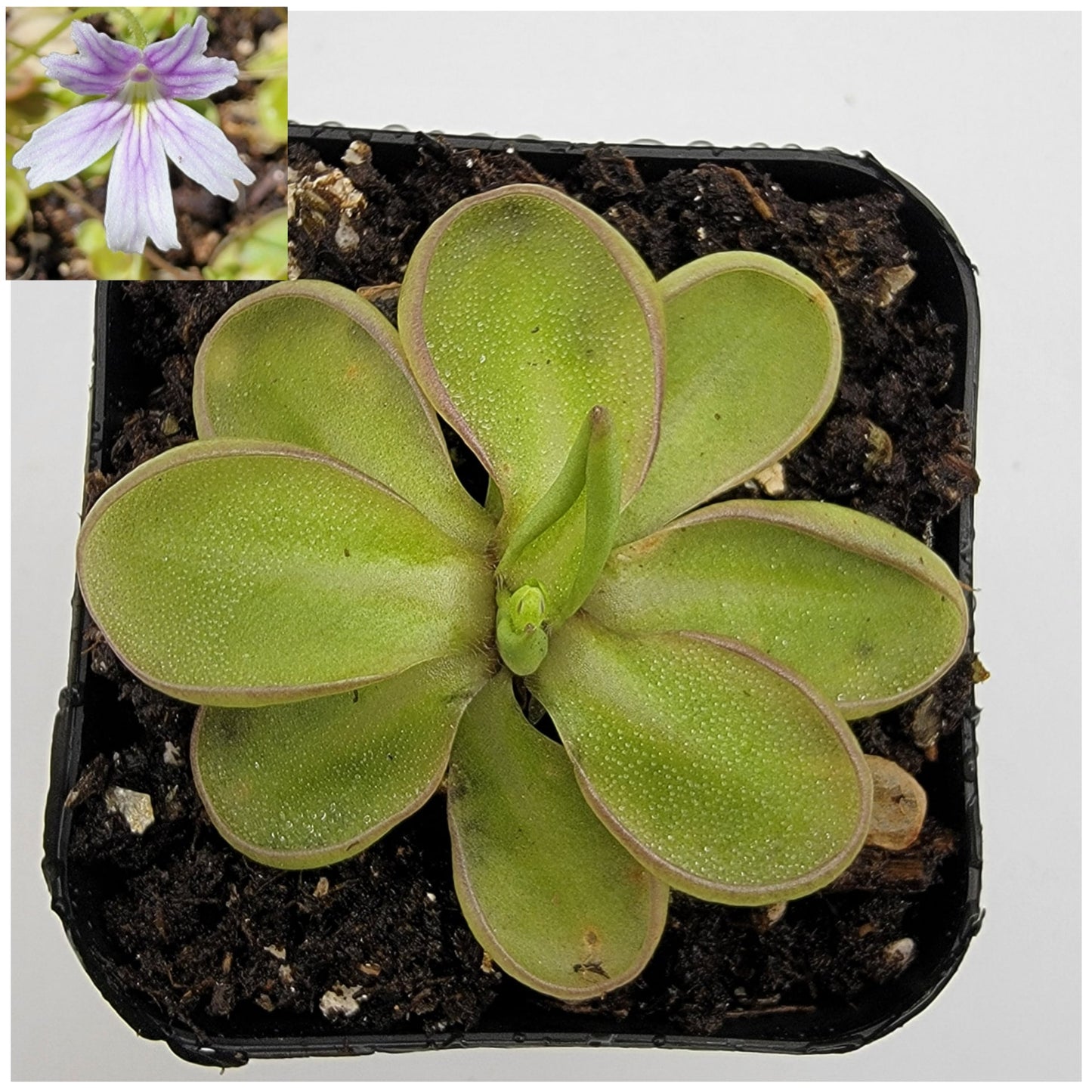 Pinguicula emarginata