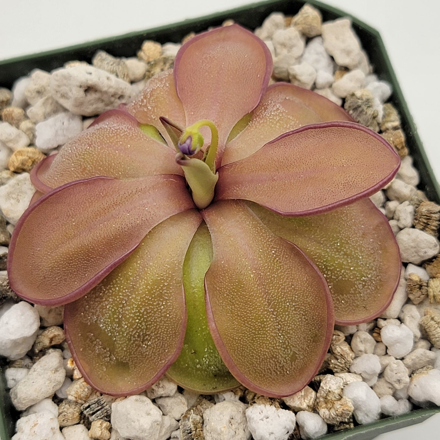 Pinguicula emarginata x hemiepiphytica