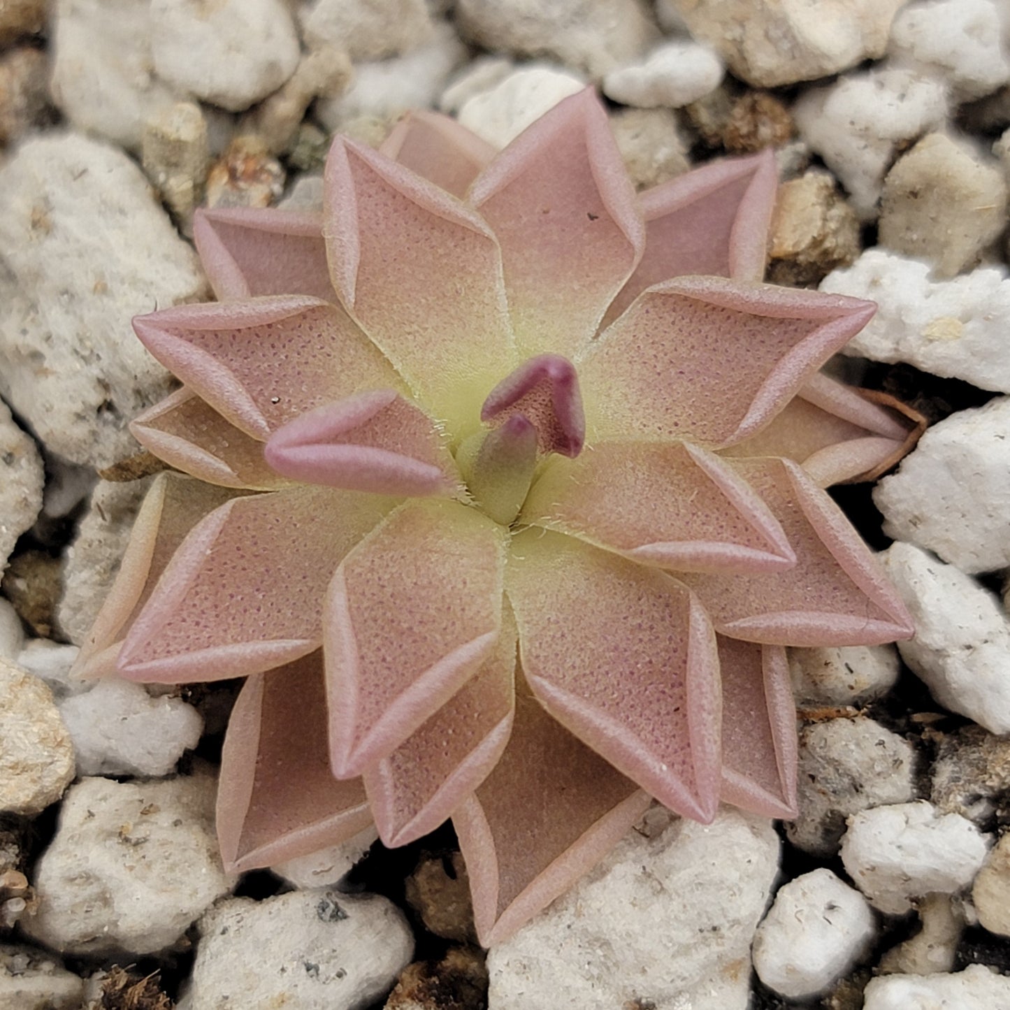Pinguicula "Estrellita"