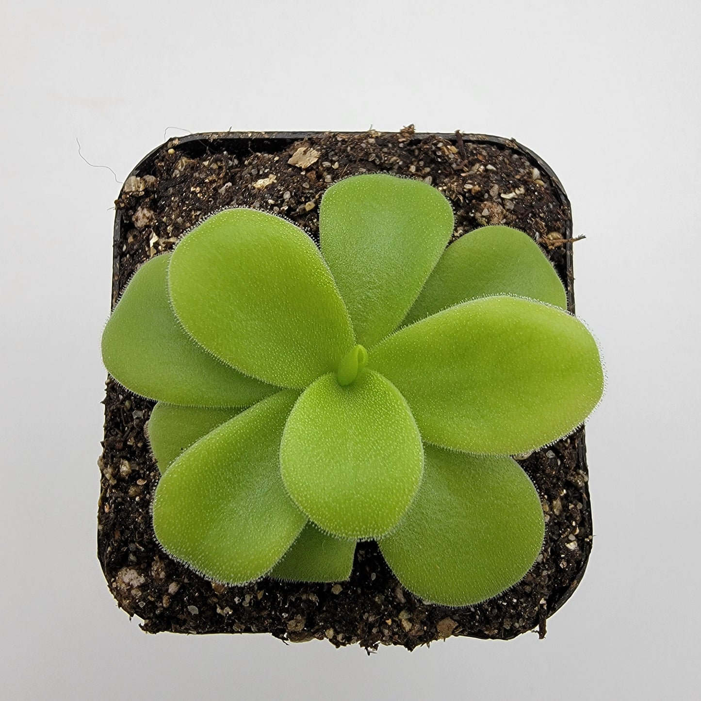Pinguicula gigantea alba