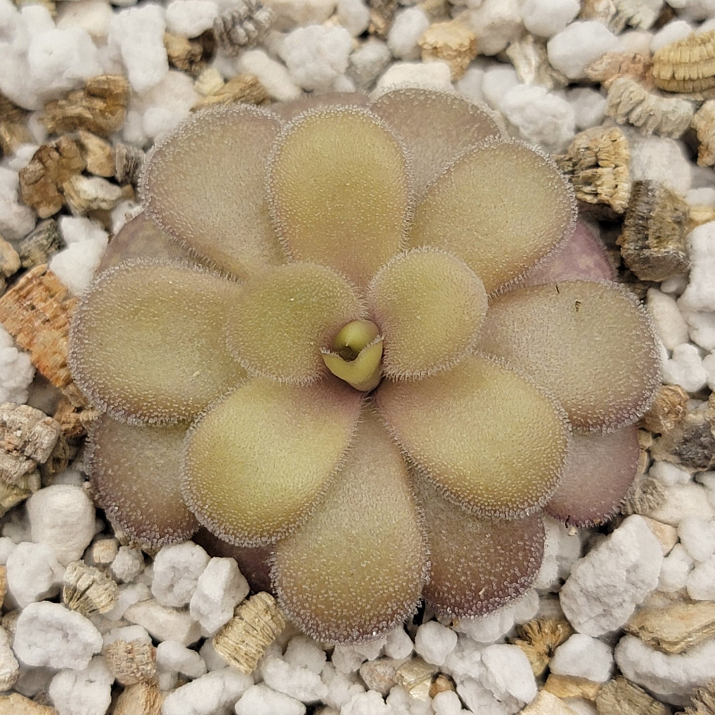 Pinguicula gigantea red x cyclosecta
