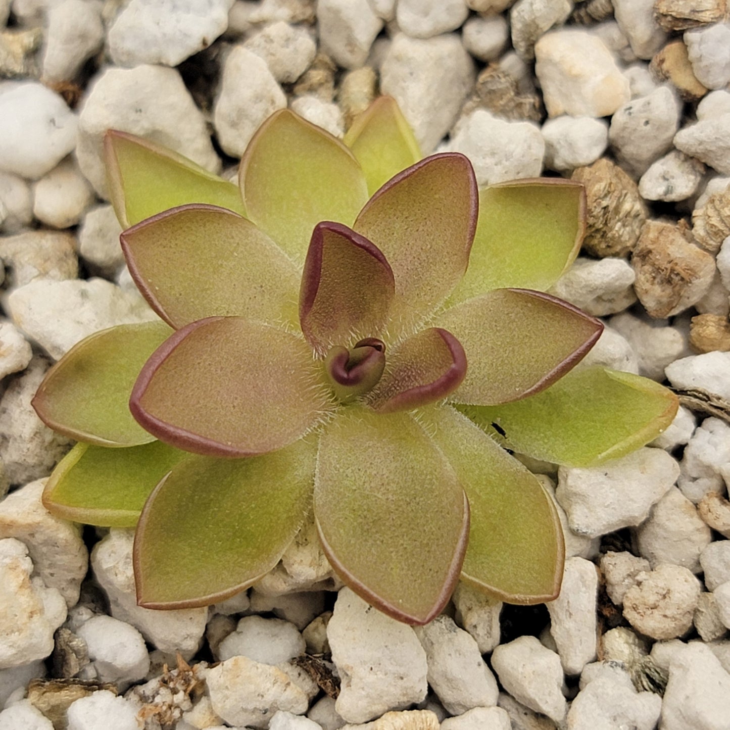Pinguicula gracilis x laueana