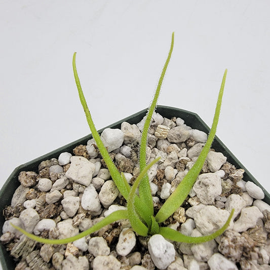 Pinguicula heterophylla