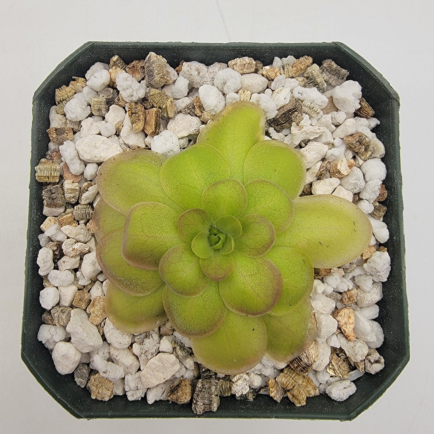 Pinguicula laueana "Crimson Flower"
