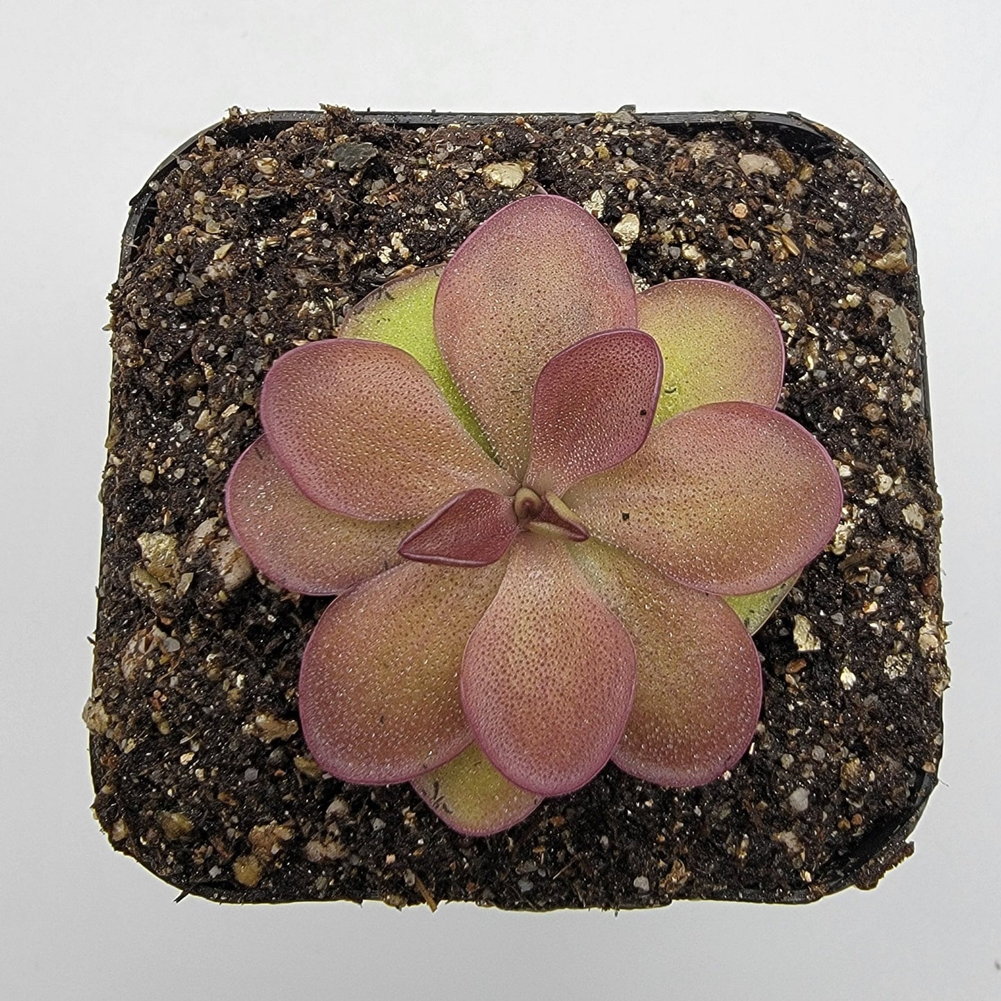 Pinguicula laueana 'Undulate Geranium Flower'
