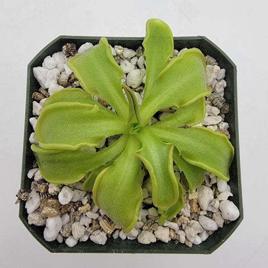 Pinguicula mesophytica {Cerro Miramundo, El Salvador}