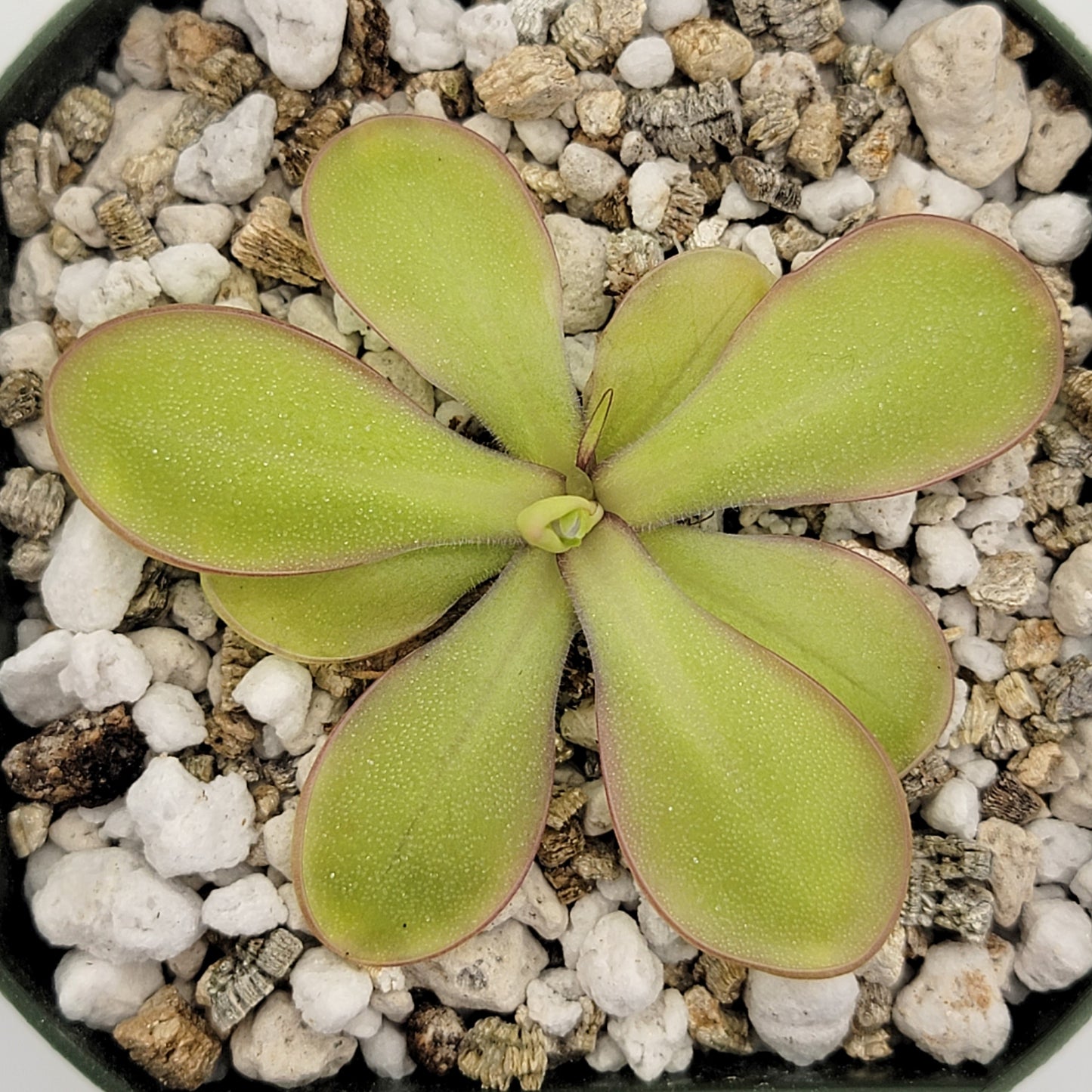 Pinguicula moranensis var. alba x emarginata