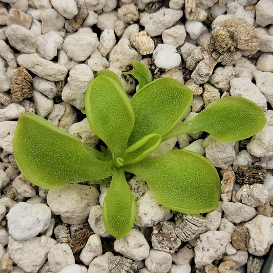 Pinguicula oblongiloba {Patzcuaro, Michoacan}