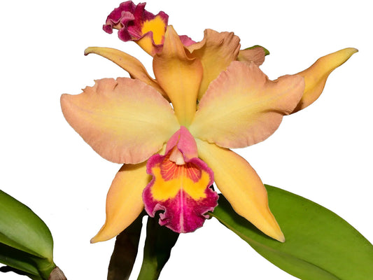 Rhyncholaeliocattleya Nikole Portilla