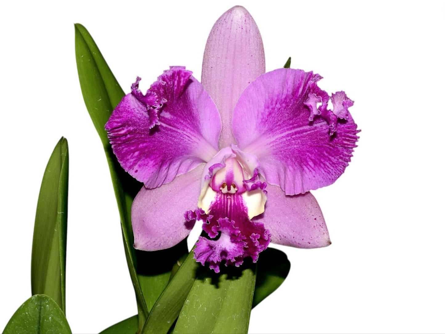 Rhyncholaeliocattleya Cholita Cuencana