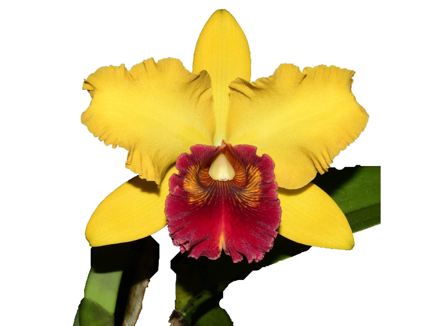 Rhyncholaeliocattleya Eugene Banziger