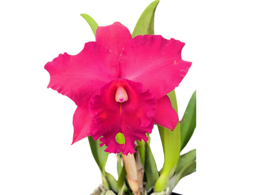 Rhyncholaeliocattleya Joya Rosada