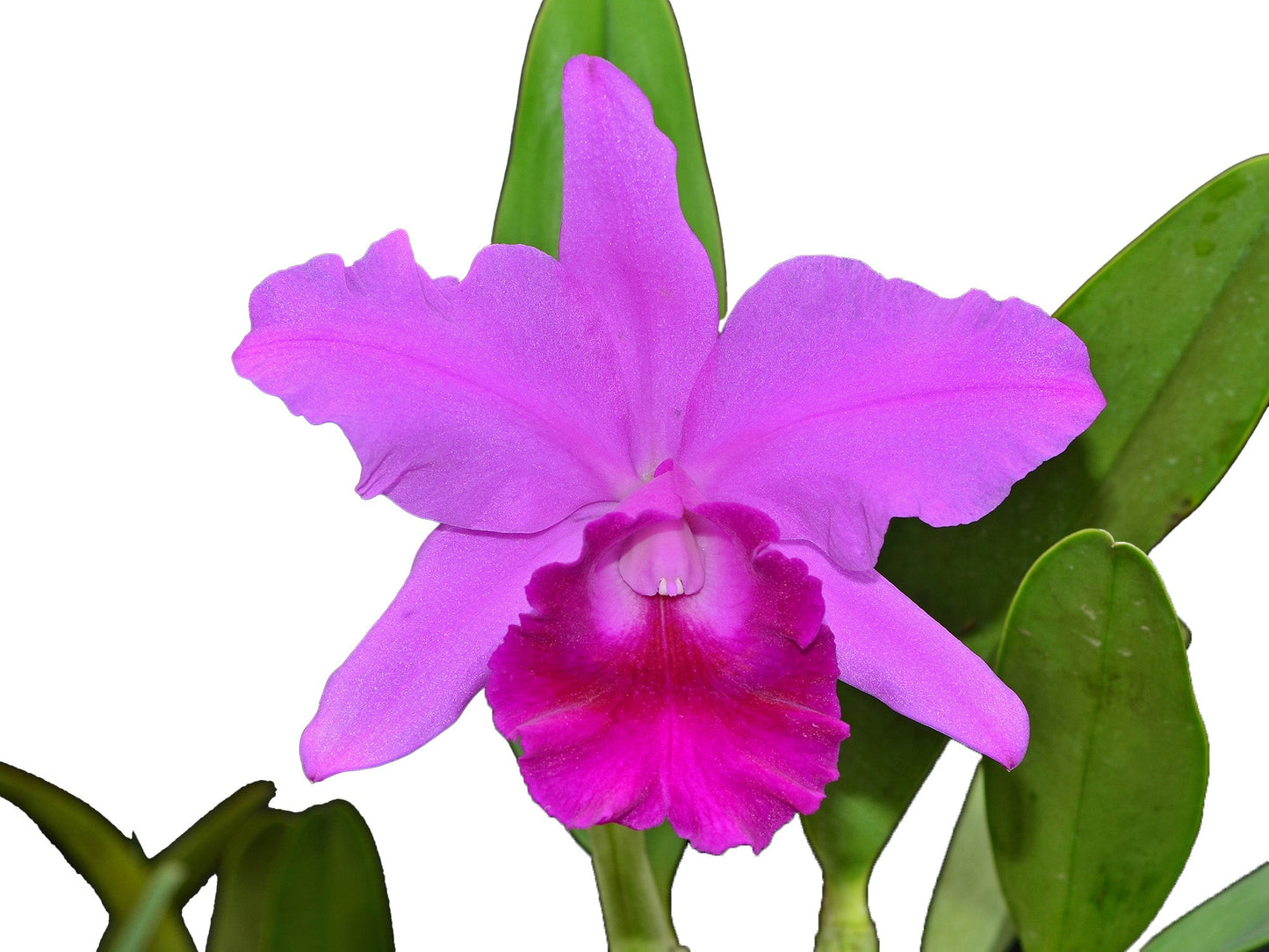 Rhyncholaeliocattleya Karolina Rodriguez Lizano
