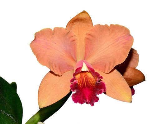 Rhyncholaeliocattleya Kiat Tan