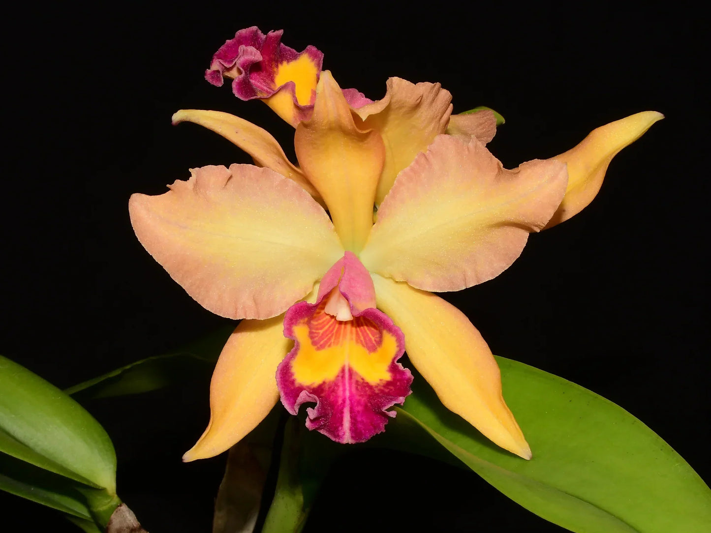 Rhyncholaeliocattleya Nikole Portilla