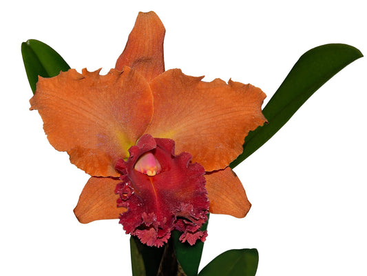 Rhyncholaeliocattleya Primera Dama