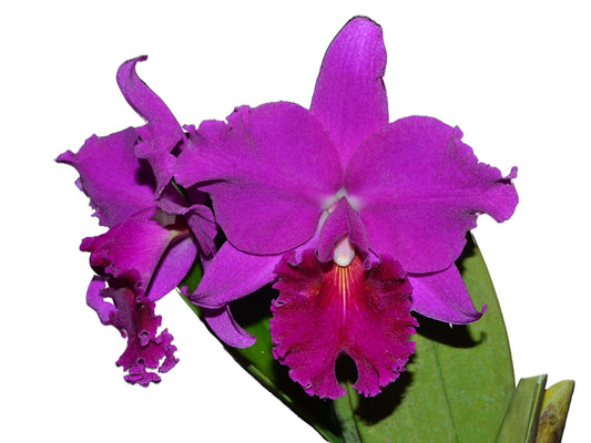 Rhyncholaeliocattleya Shunguito