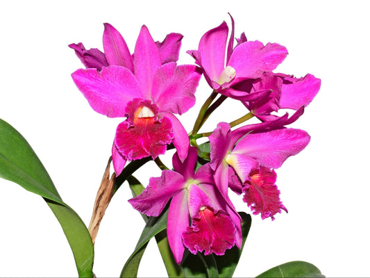 Rhyncholaeliocattleya Ximenita Vintimilla