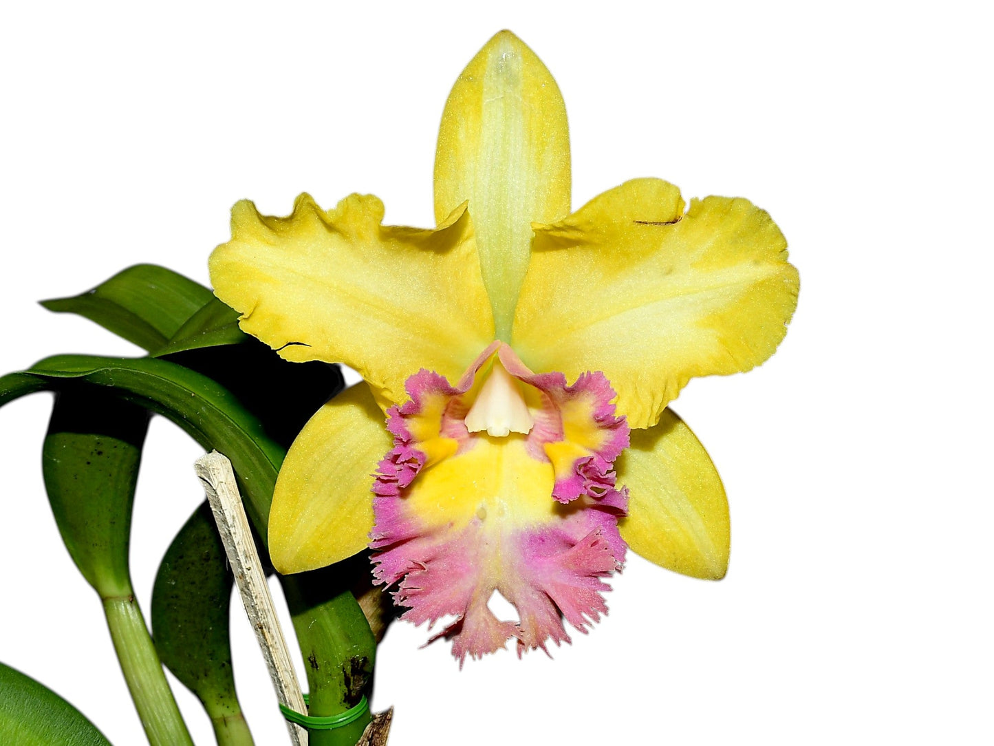 Rhyncholaeliocattleya Young Kong ' Sun 16'  M169