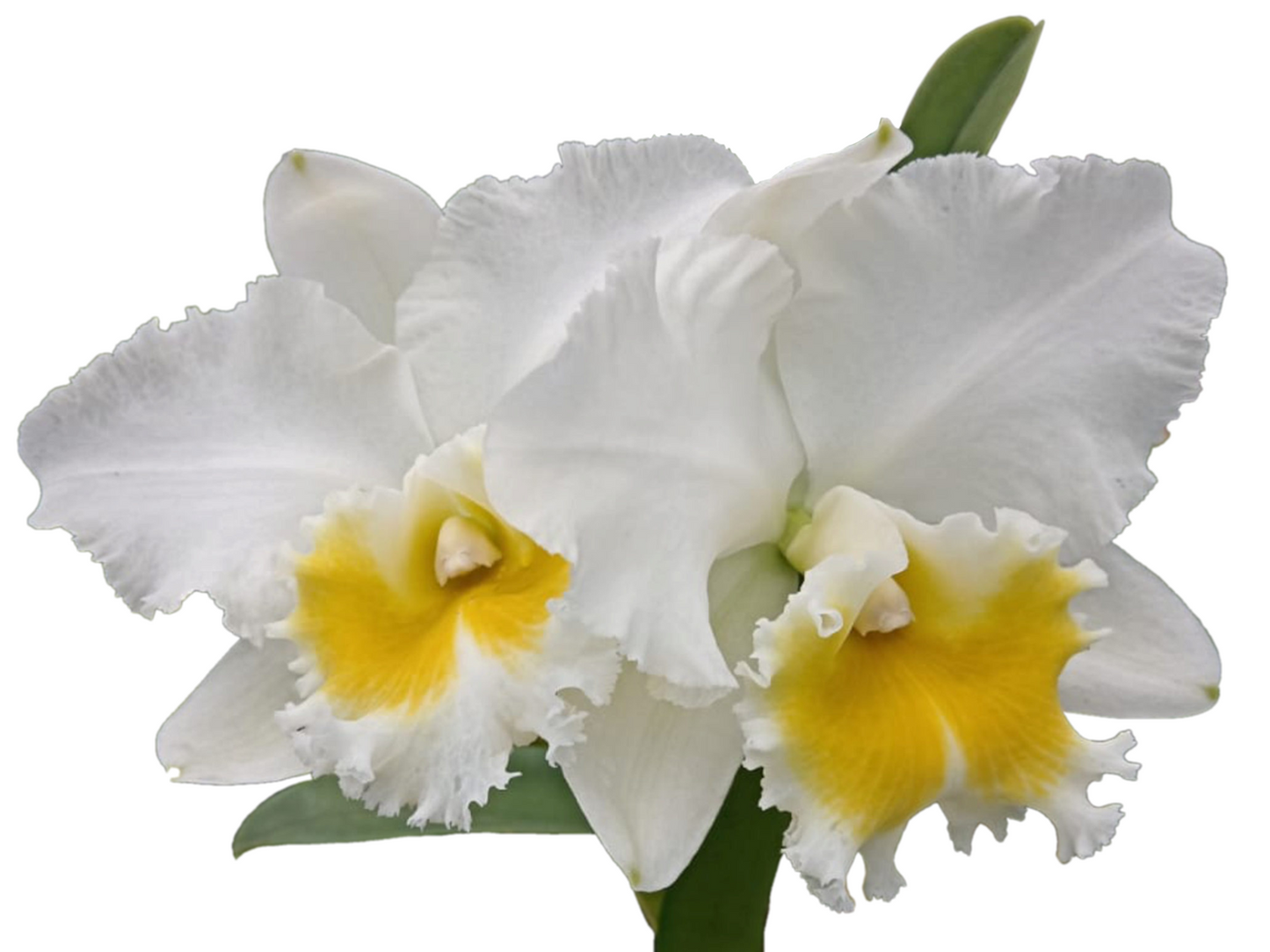 Rhyncholaeliocattleya Perla Rosada