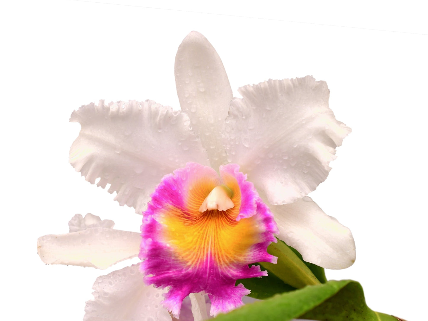 Rhyncholaeliocattleya Pietro Tosi X Blc. Louis Joyana West x Blc. Pamela