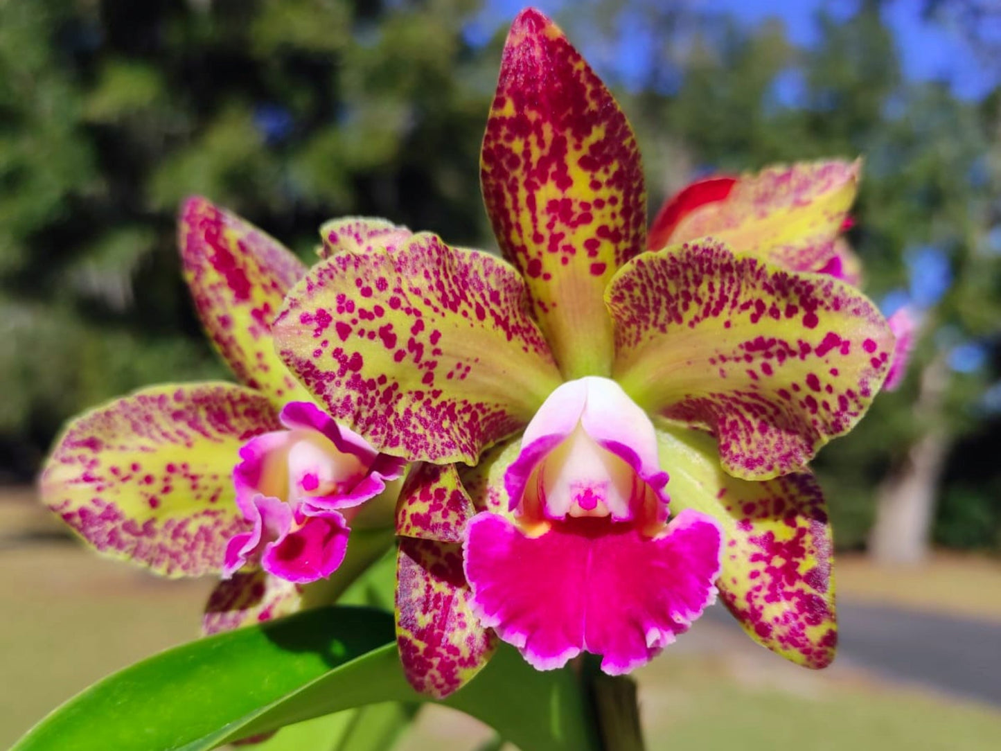 Rhyncholaeliocattleya Waianae Leopard Ching Hua M127