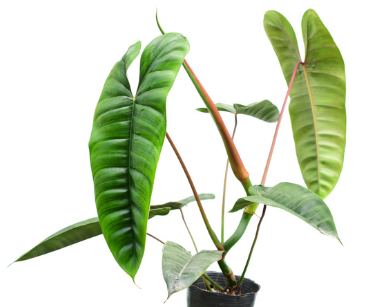 Philodendron Felix