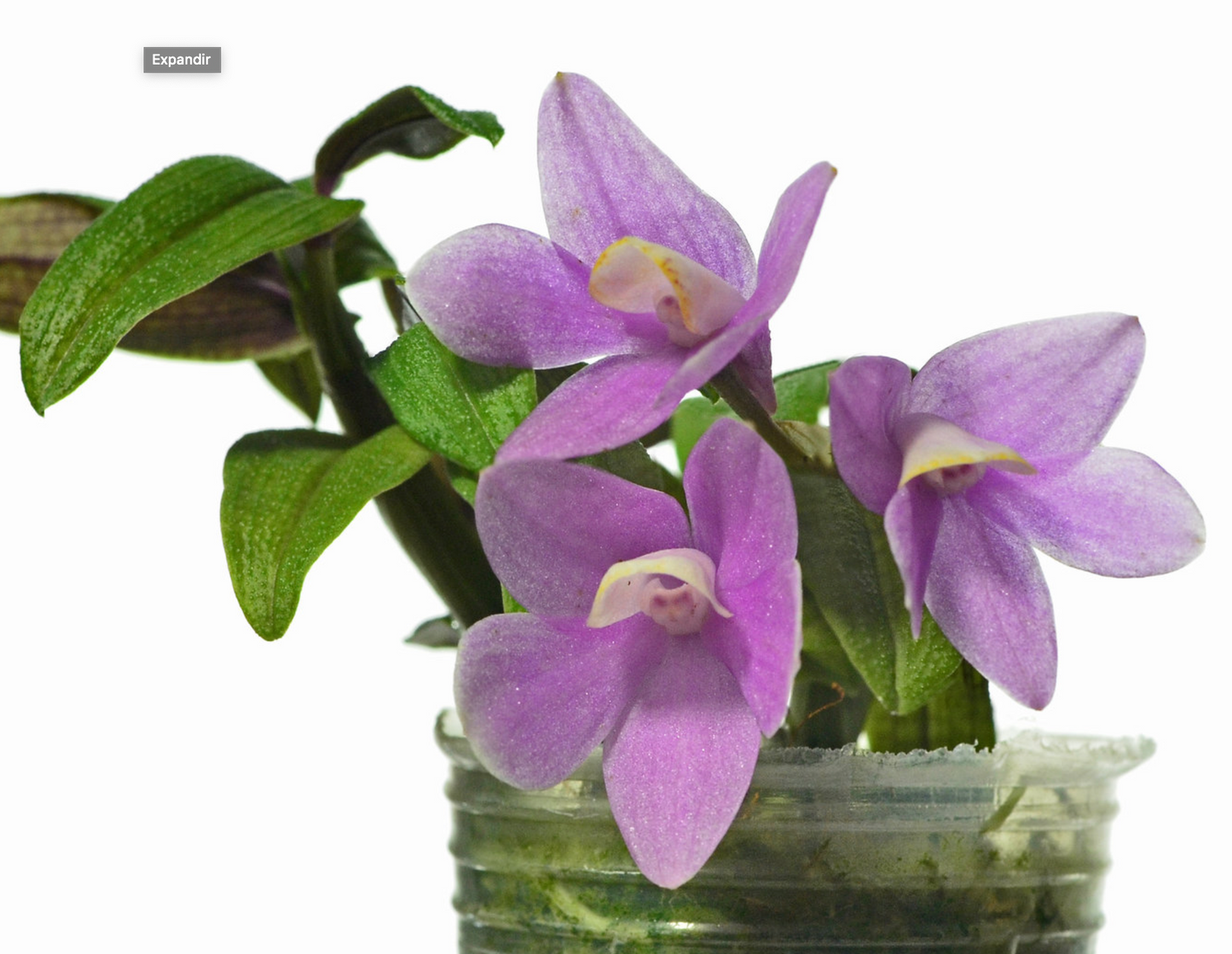 Dendrobium Uzhupud Jewels
