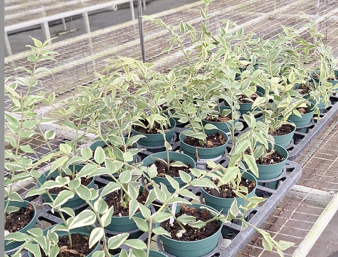 Hoya bella variegated