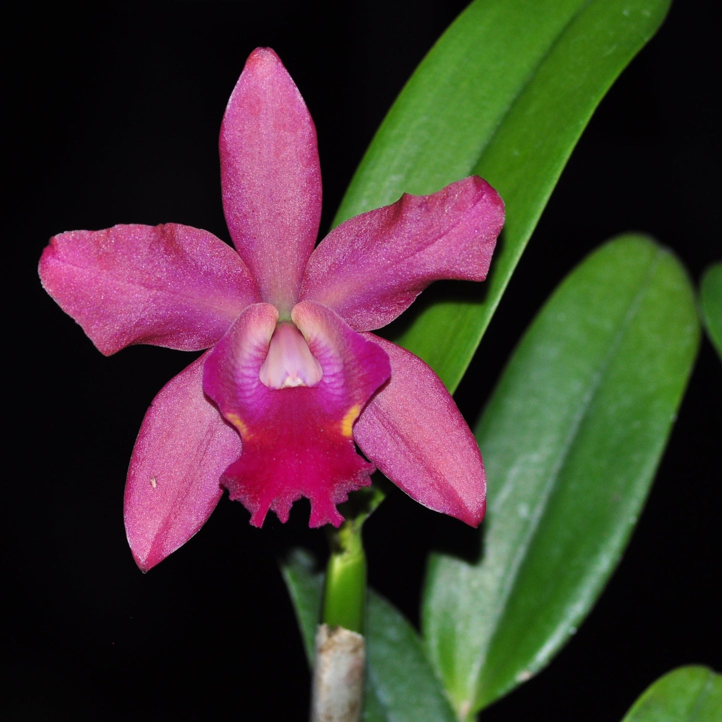 Rhyncholaeliocattleya Village Chief Chanel